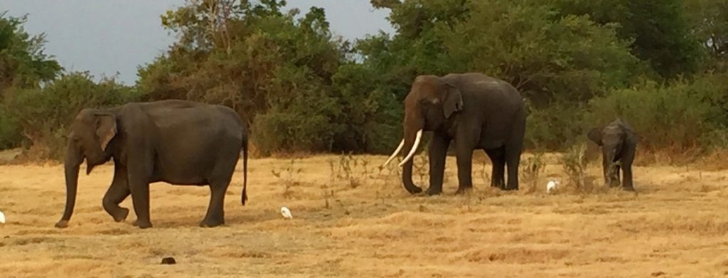 Discover Sri Lanka Tour Elephant Safari Small Group Tour