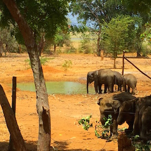 Elephant Transit Home Sri Lanka Beaches