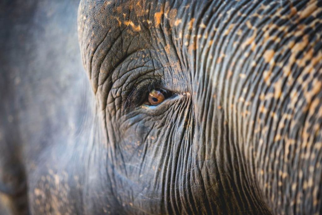 Sri Lanka Natural Beauty Elephant
