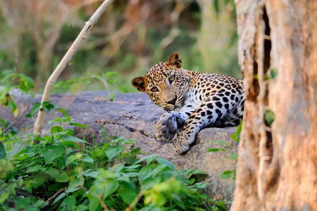 Sri Lanka's Wildlife Tours