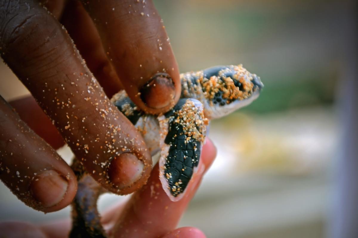 Bentota Sri Lanka Turtles