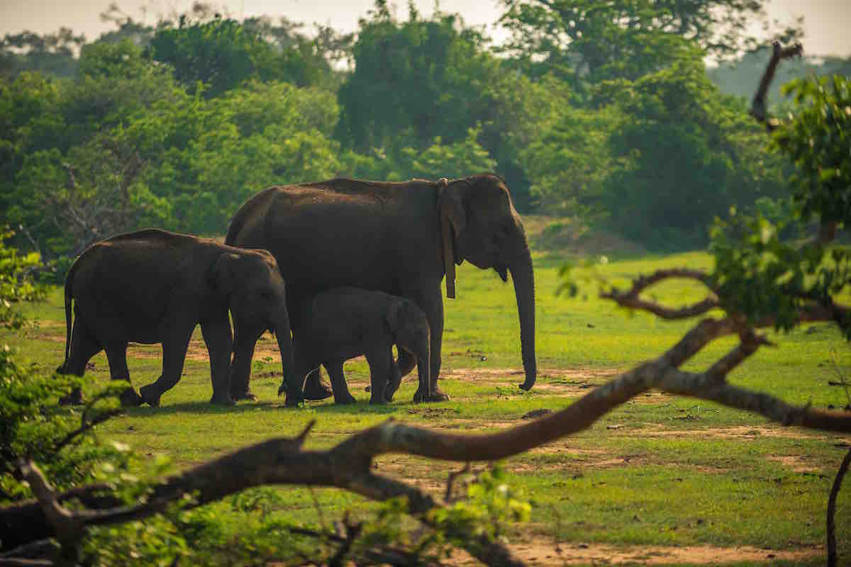 Yala National Park Elephants