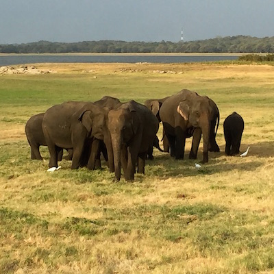 Elephant Gathering Herd Sigiriya Tour