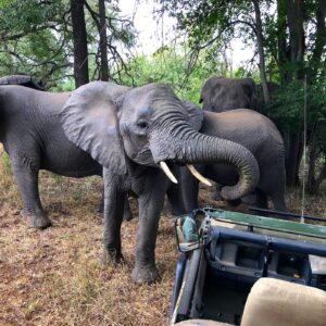 Makutsi Elephants Game Drive